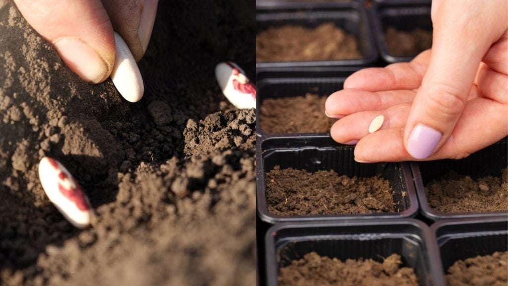 Indoor Seed Sowing in Spring