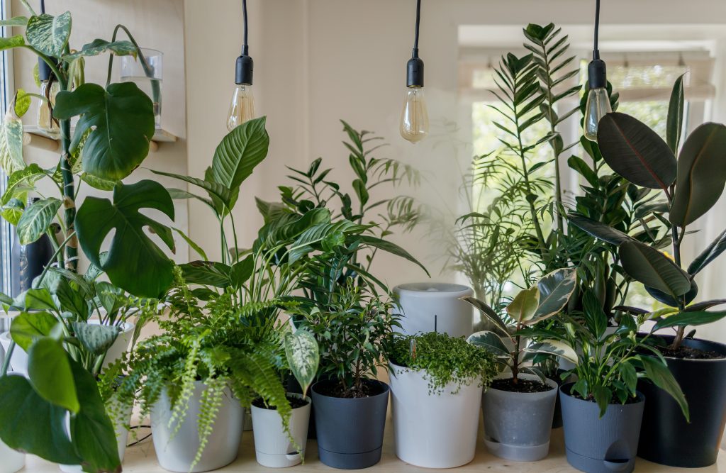Indoor Trees To Brighten Your Living Spaces