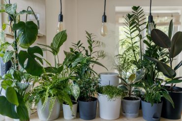 Indoor Trees To Brighten Your Living Spaces
