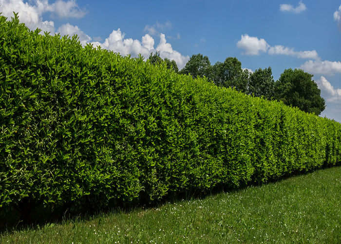 Instant Hedges