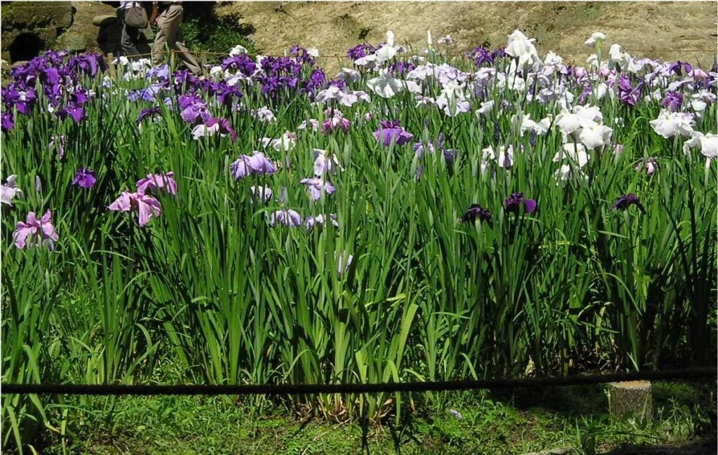 Iris Ensata