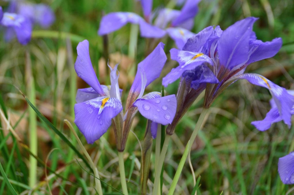 Iris Unguicularis