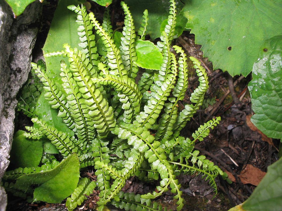 Irish Spleenwort