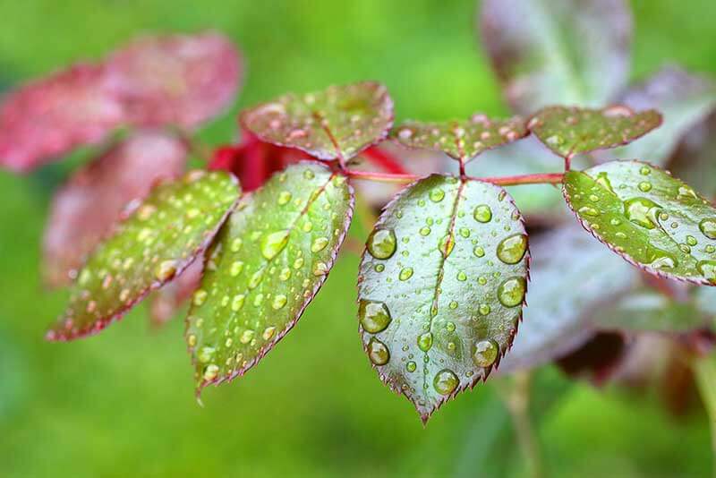 Irrigation Water