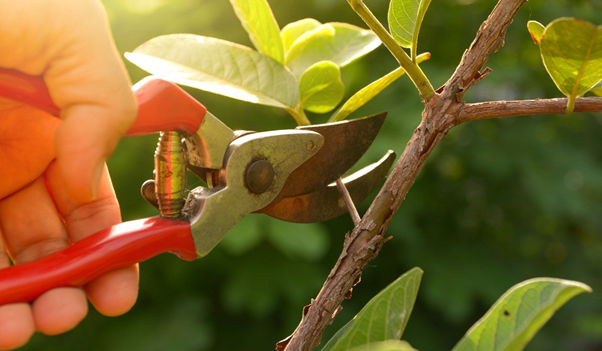 Is It Possible to Prune Pear Trees in Summer