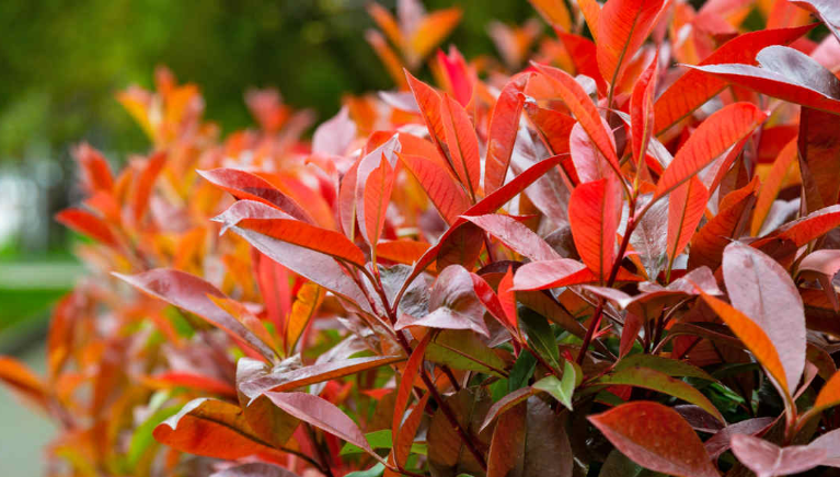 Is Photinia Red Robin Highly Toxic