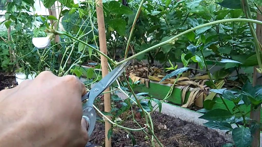Is Pruning Required for Green Beans?