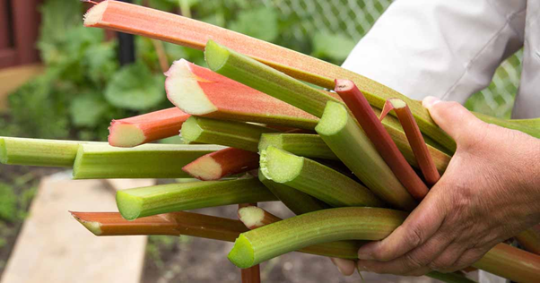 Is There a Particular Time In a Day to Pick Rhubarb