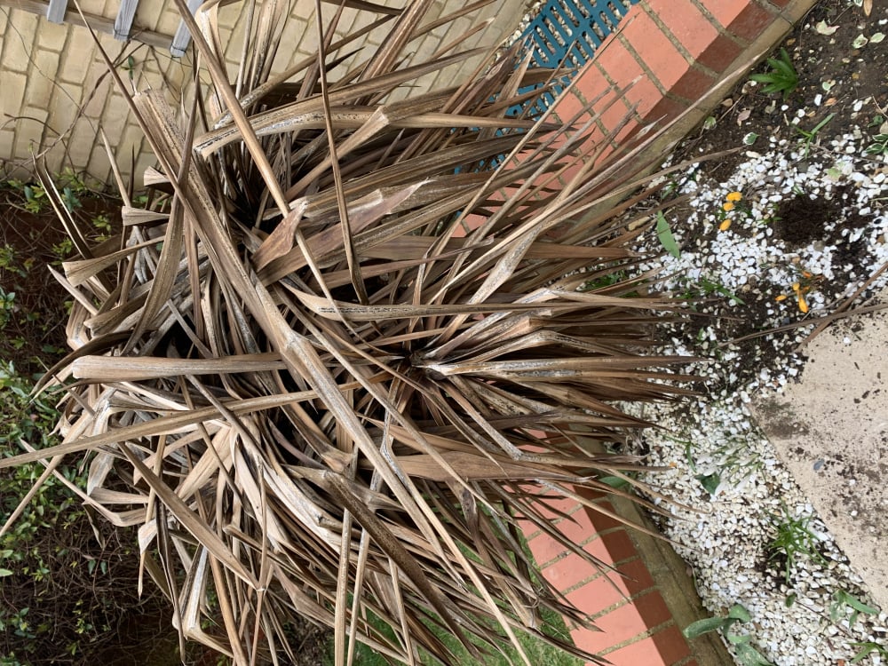 Is Your Cordyline Really Dead