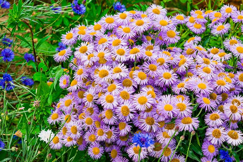 Italian Asters