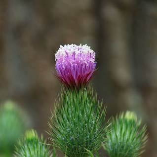 Italian Thistle