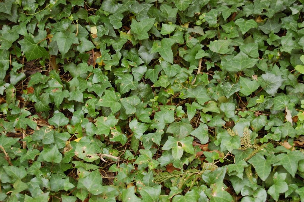 Ivy