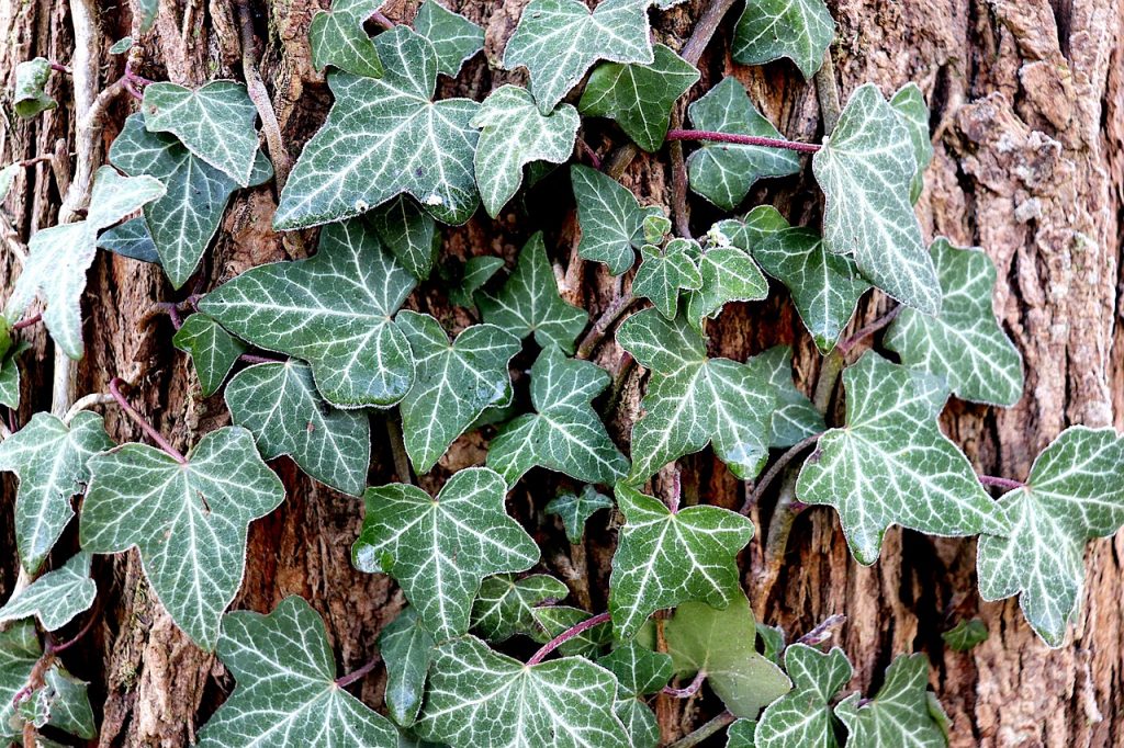 Ivy Its History and Its Beneficial Sights