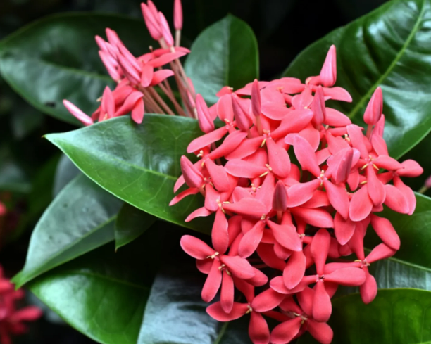 Ixora.