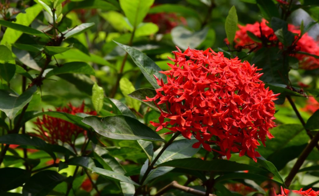 Ixora