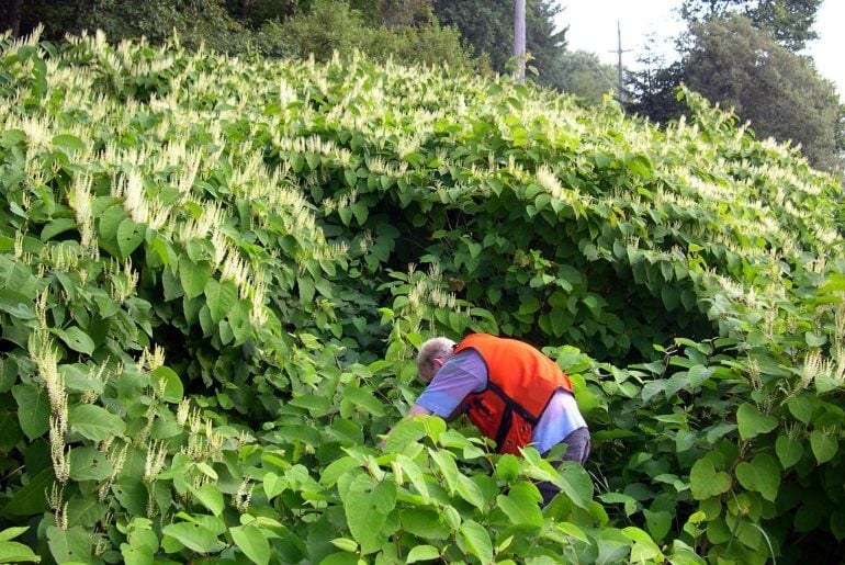 What Is Knotweed