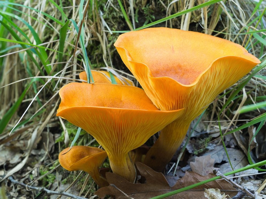 Jack-O-Lantern-Mushroom