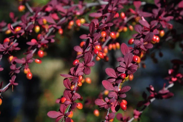 Japanese Barberry