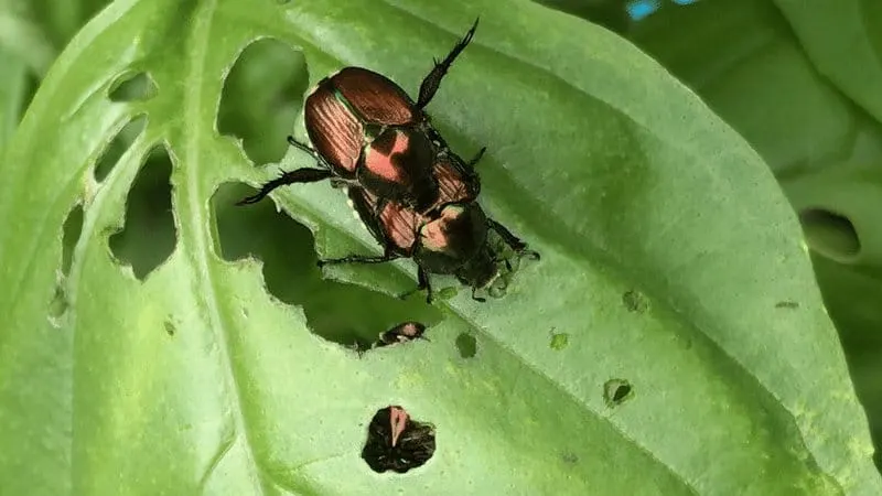 Japanese Beetles