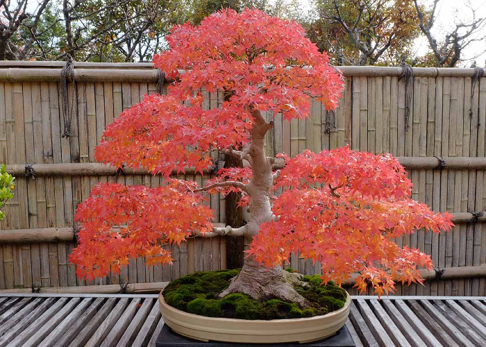 Dwarf trees for pots deals