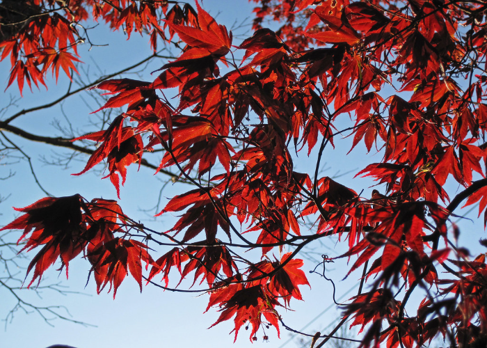 Japanese Maple