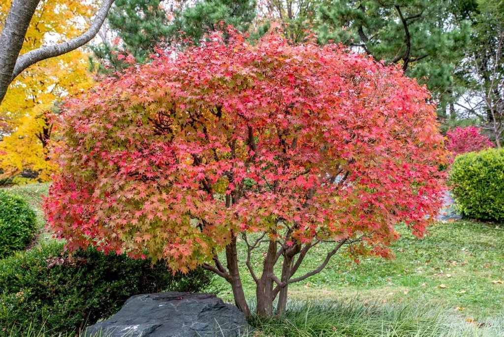 Japanese Maples