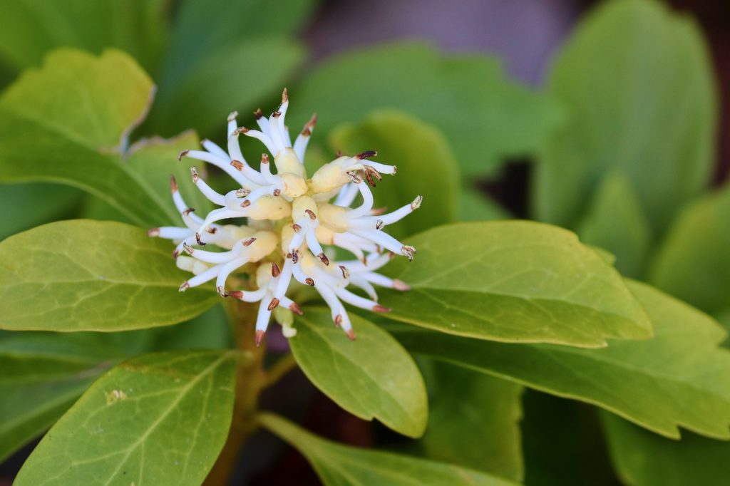 Japanese Pachysandra