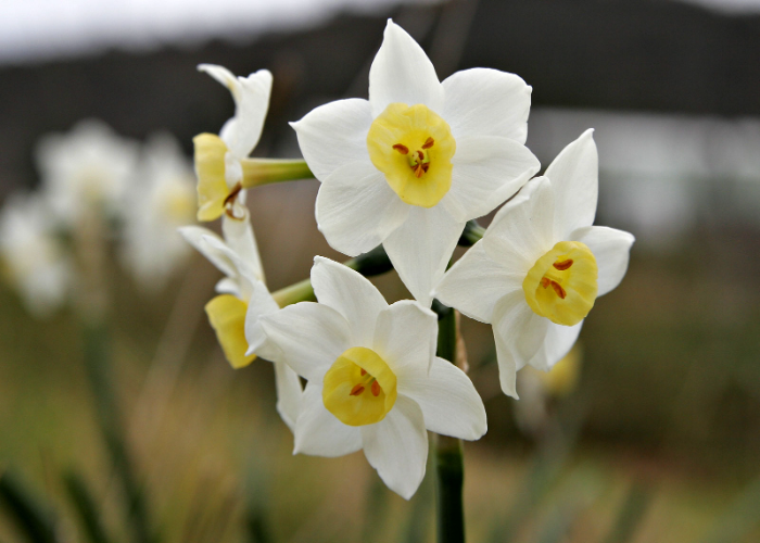 Jonquils