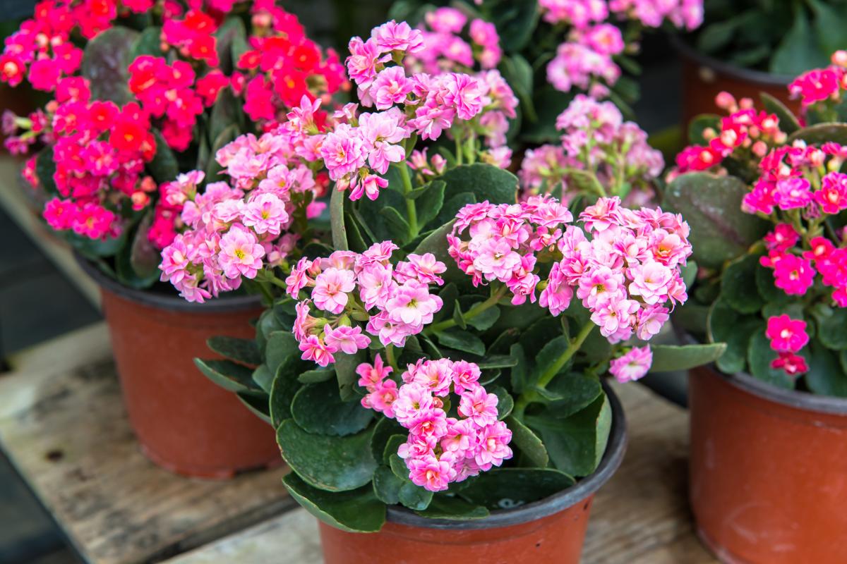 Kalanchoe