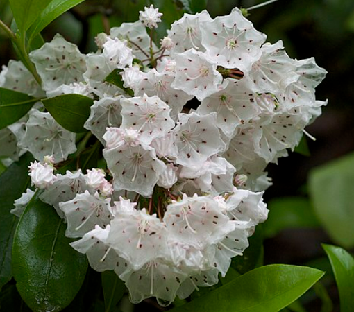 Kalmia