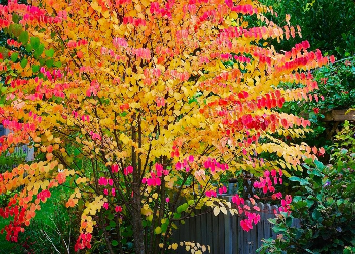 Katsura Tree