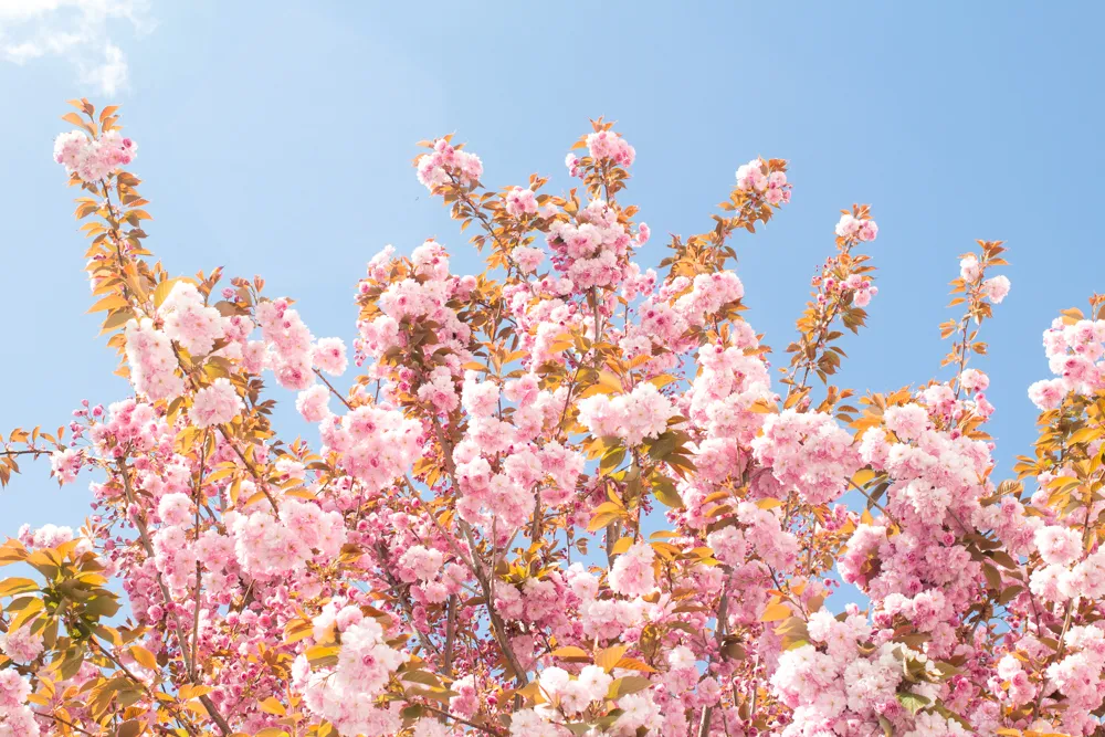 Katsura Trees: Candy Floss Trees