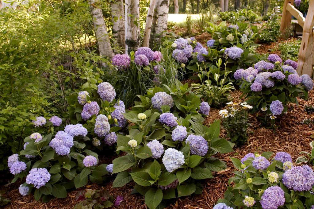 Keeping Hydrangea in Too Much Shade