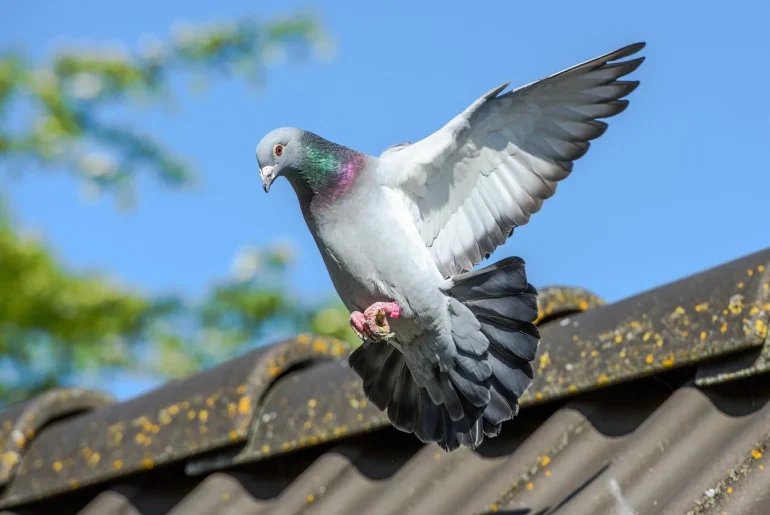 Keeping Your Solar Panels Safe: A Guide to Pigeon-Proofing Solutions
