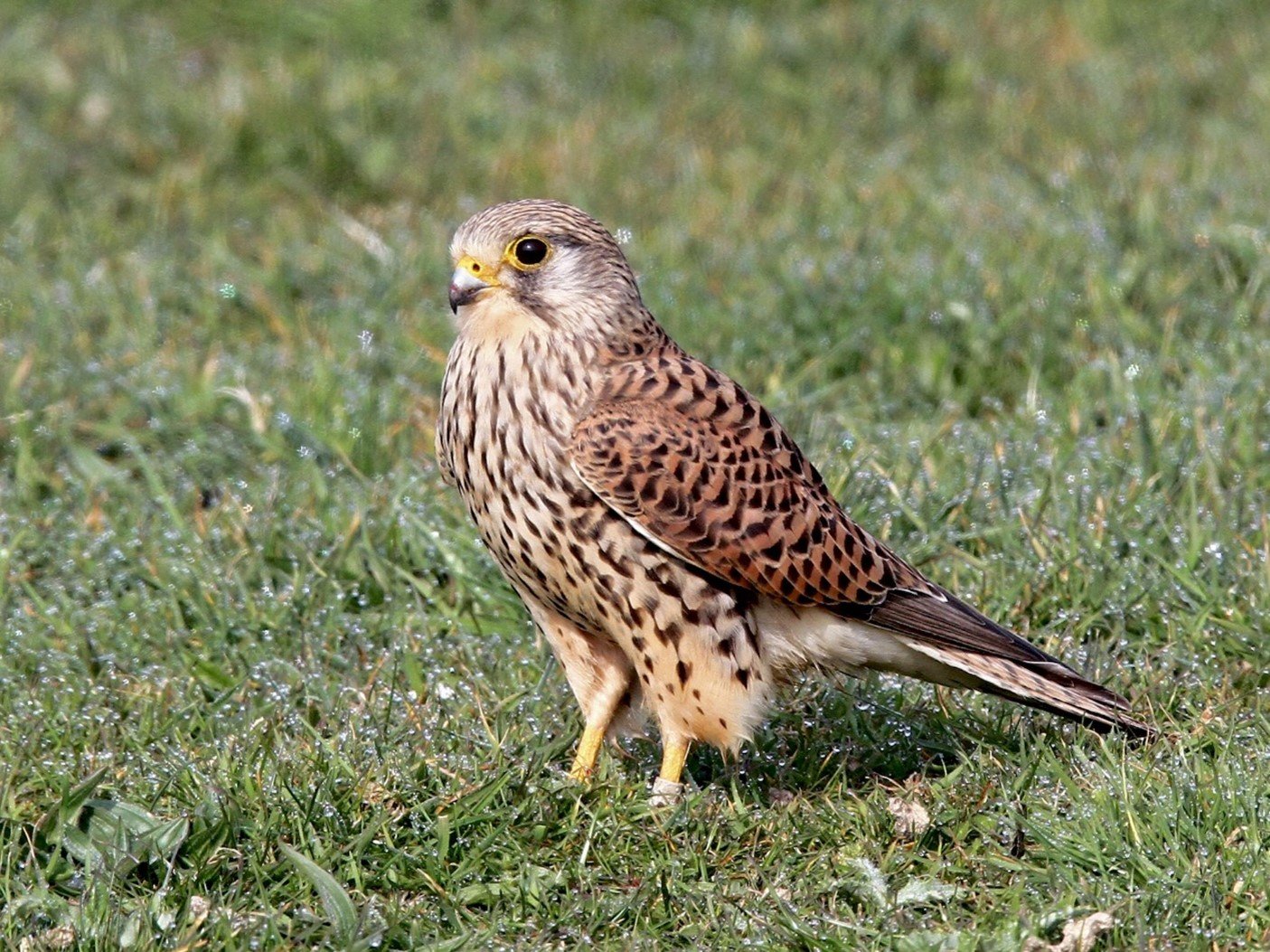 What's the commonest British bird of prey?