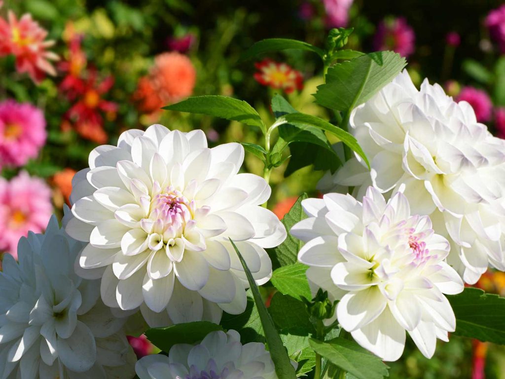 Key Points to Remember when Growing Up Dahlia