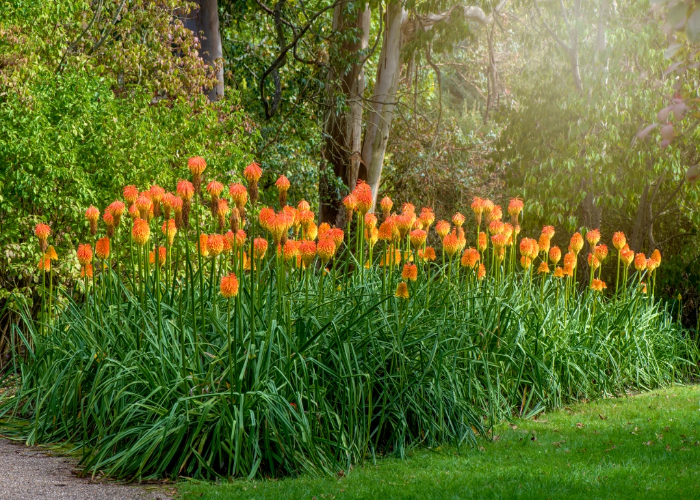 Kniphofia or Red Hot Poker