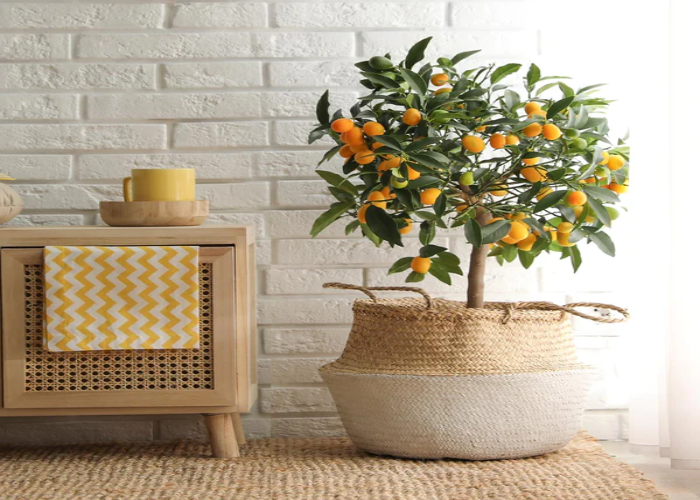 Kumquat Tree