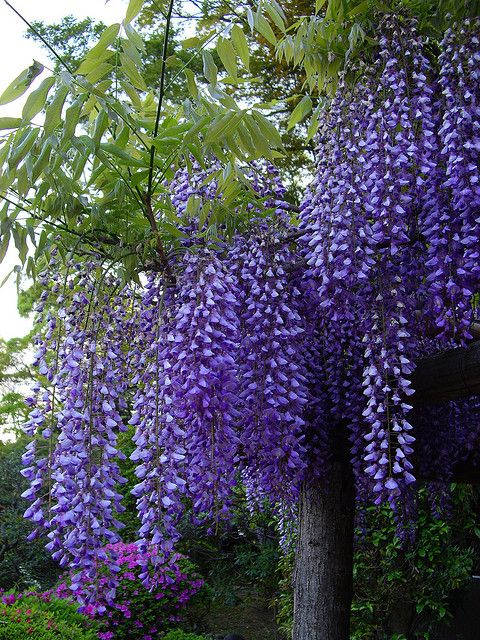 Laburnum Alpinum 'Purple Rain'