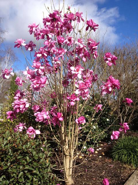 Laburnum Anagyroides 'Vulcan'jpg