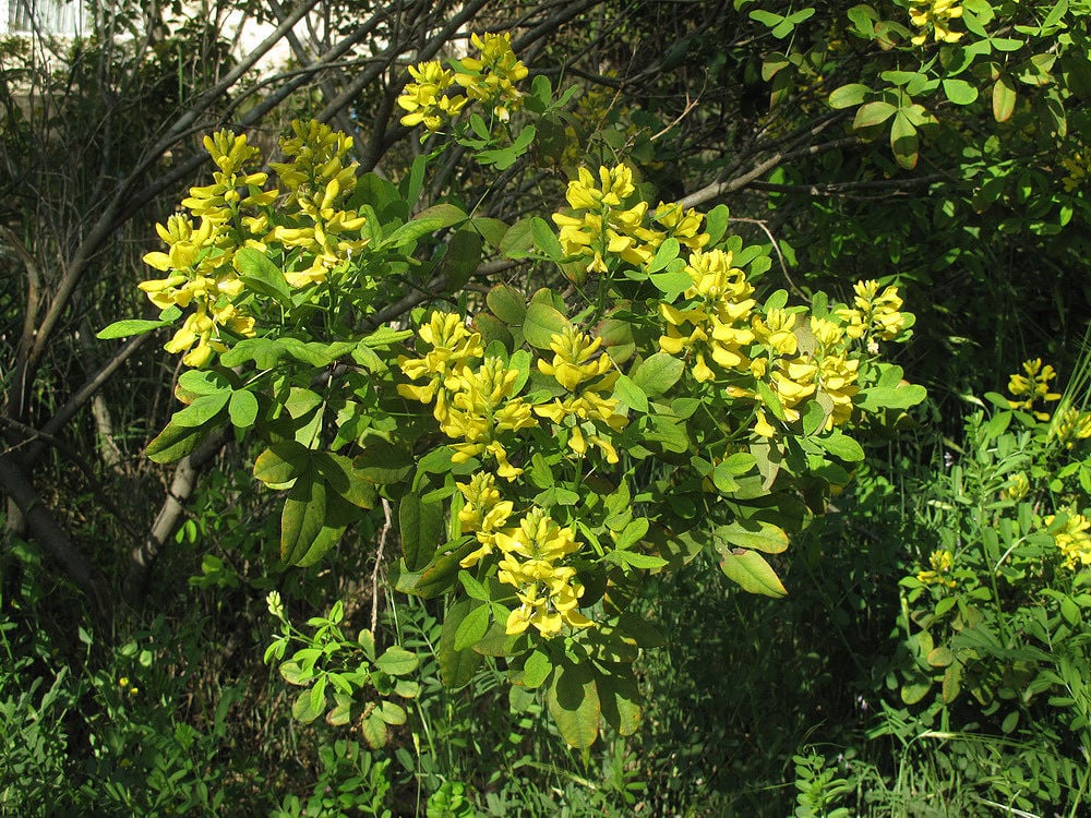 Laburnum Anagyroides ‘Alpengold’