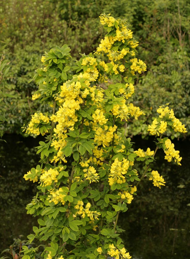 Laburnum x Watereri Sunspire