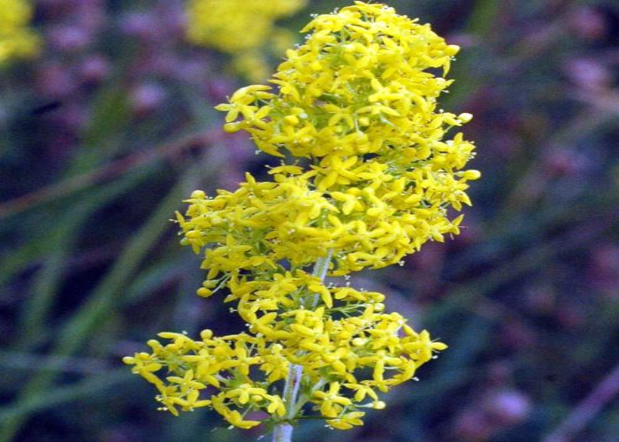 Lady Bedstraw