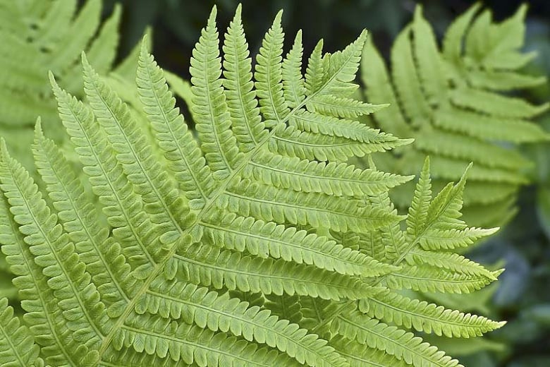 Lady Fern