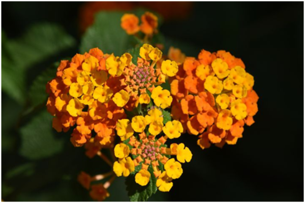 Lantana