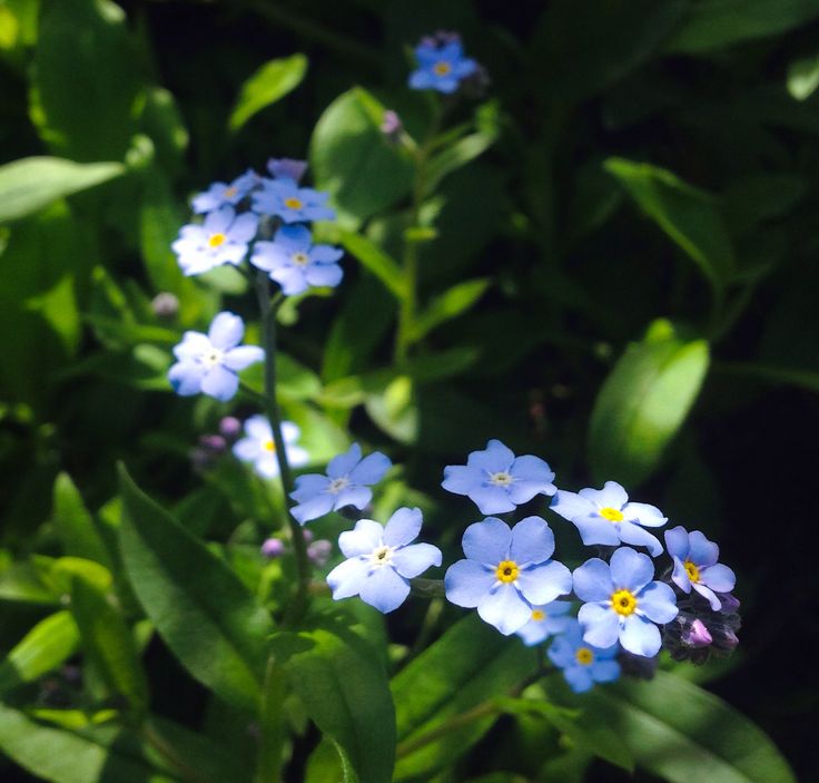 Lapland Forget-Me-Not