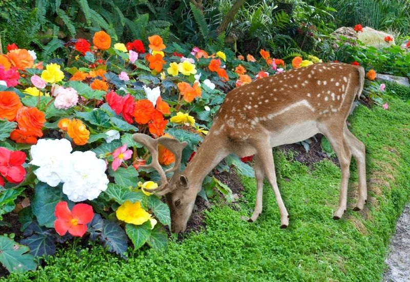 Large Forest Animals with Antlers