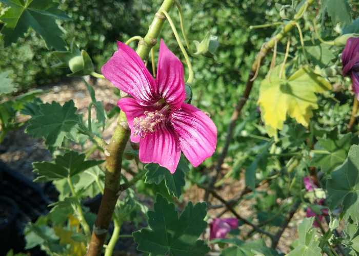 Lavatera Assurgentiflora