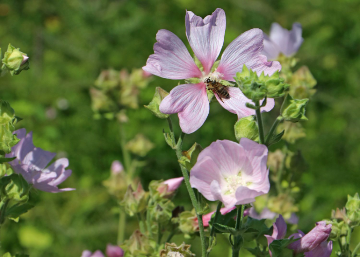 Lavatera Thuringia