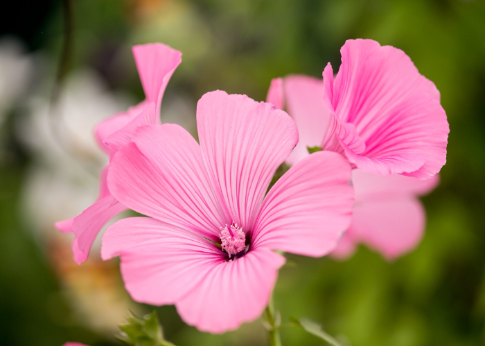 Lavatera Trimestris